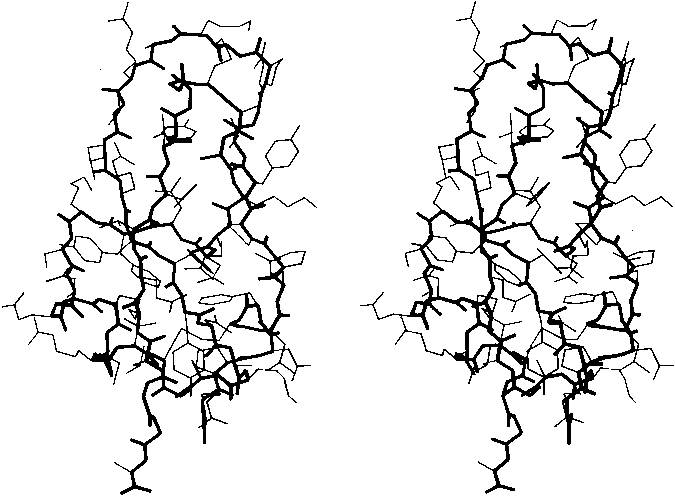 Fig2. Stick drawing of basic pancreatic trypsin inhibitor.
